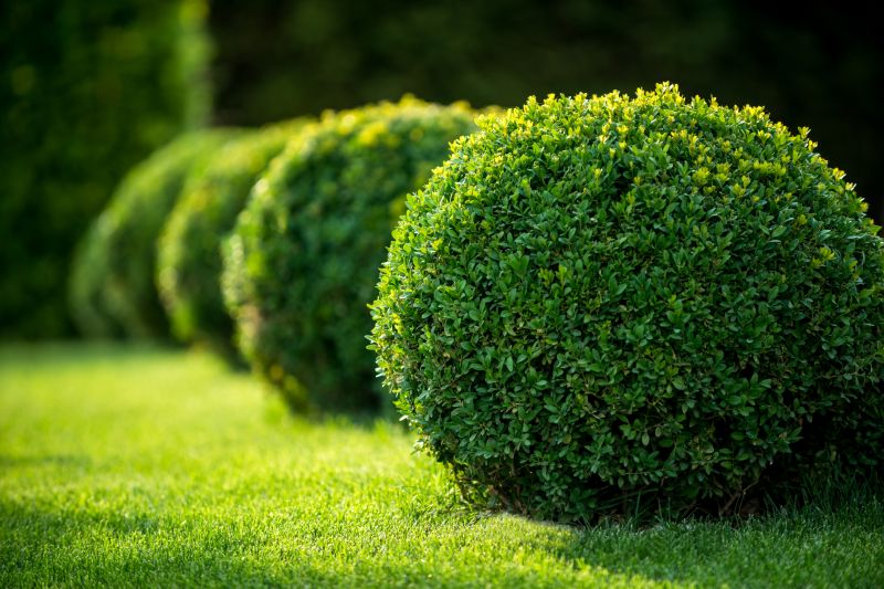 Boxwood Trimming in Honolulu, HI