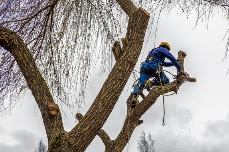 Tree Shearing