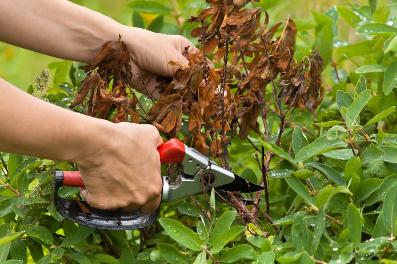 Honeysuckle Trimming in Honolulu, HI