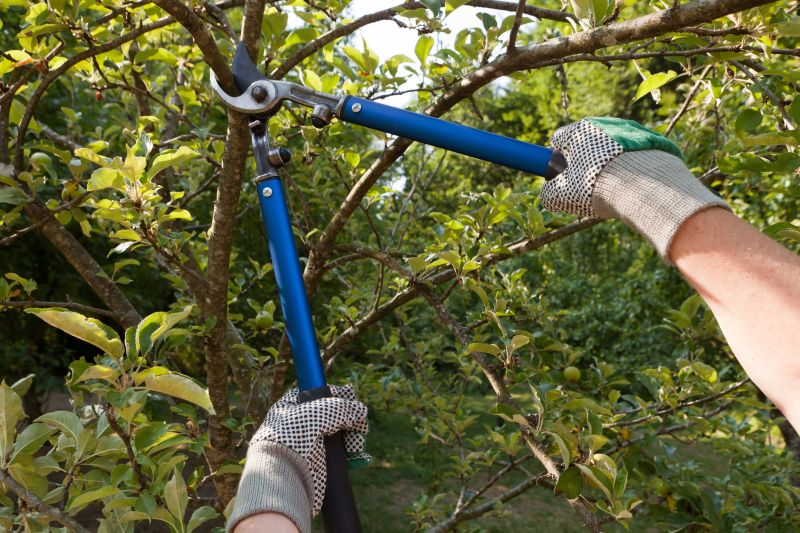 Tree Lopping Service in Allentown, PA
