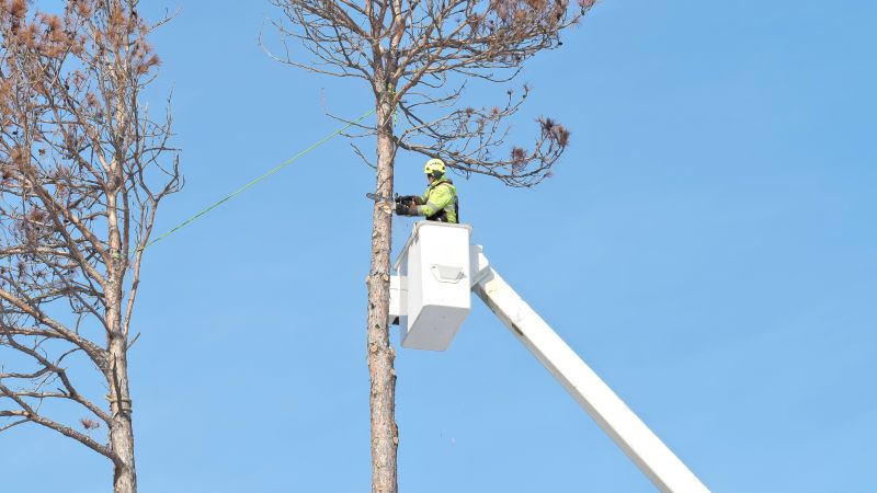 Tree Trimming Service