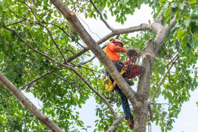 Get Safe Tree Pruning Service!
